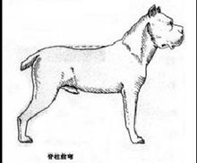 卡斯罗