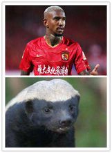 塔利斯卡与蜜獾的对比图